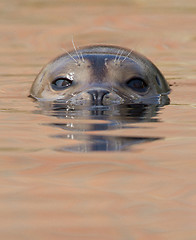 Image showing A common seal is swimming