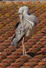 Image showing A blue heron on a roof