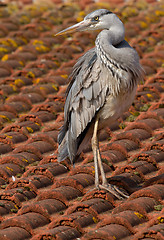 Image showing A blue heron on a roof