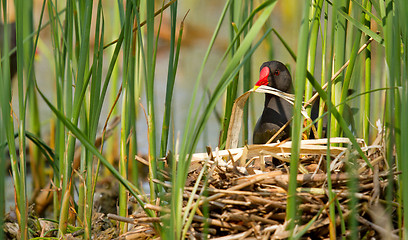 Image showing A moorhen building a nest