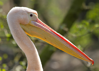 Image showing A close-up of a pelican 