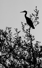 Image showing A heron in a tree