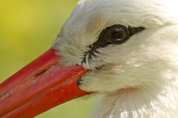Image showing A close-up of a stork