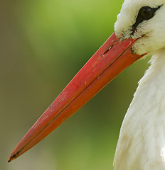 Image showing A close-up of a stork