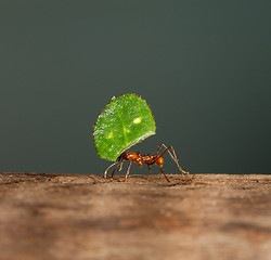 Image showing A leaf cutter ant