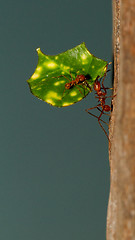 Image showing A leaf cutter ant