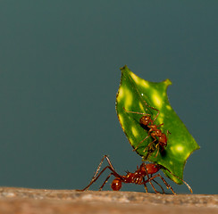 Image showing A leaf cutter ant