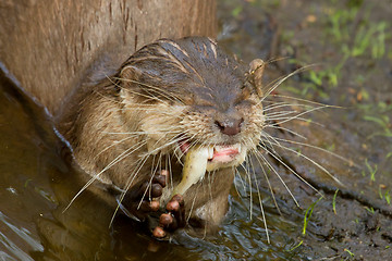 Image showing An otter is eating