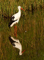 Image showing A stork