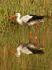 Image showing A stork