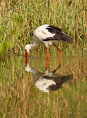 Image showing A stork