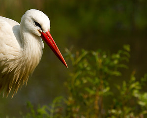 Image showing A stork