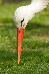 Image showing A stork