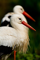 Image showing Two storks