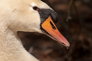 Image showing A closeup of a swan