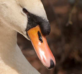 Image showing A closeup of a swan