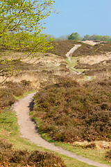 Image showing A typical dutch landscape 