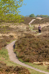 Image showing A typical dutch landscape 