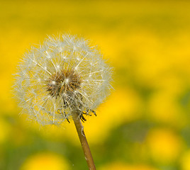 Image showing Hawkbit with a yellow background 