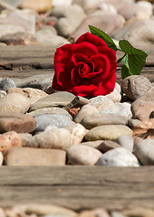 Image showing A flower on the track