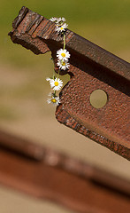 Image showing A flower on the track