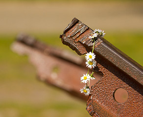 Image showing A flower on the track