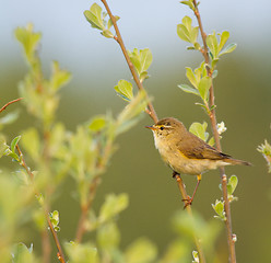 Image showing A Willow Warbler