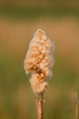 Image showing A reedmace