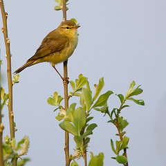 Image showing A Willow Warbler