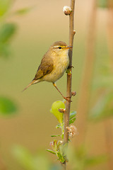 Image showing A Willow Warbler