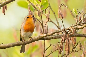 Image showing Robin perched on a twig