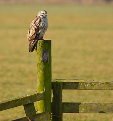 Image showing A buzzard is resting 