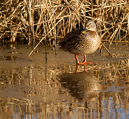 Image showing A wild duck