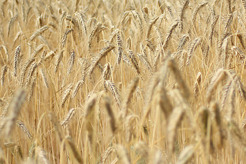 Image showing A field of wheat