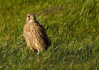 Image showing A falcon in a green field