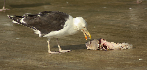 Image showing A seagull is eating a fish 