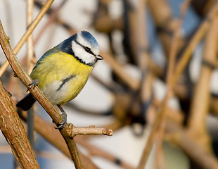 Image showing A blue tit in the shrubbery