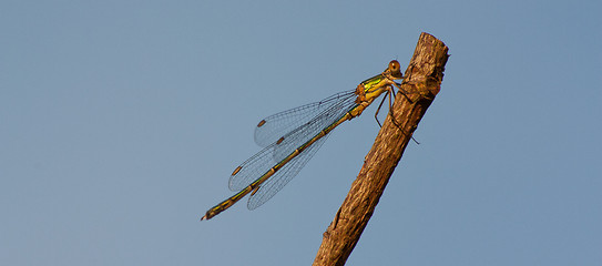 Image showing A dragonfly on a branch 