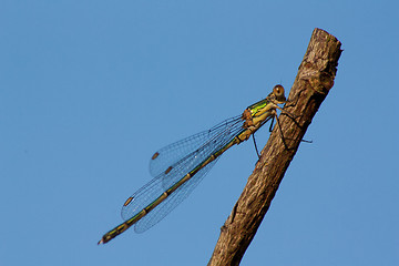 Image showing A dragonfly on a branch 