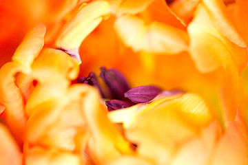 Image showing An orange Colored Tulip