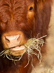 Image showing Cow eating grass