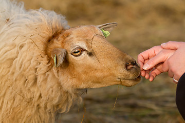 Image showing brown sheep is smelling a hand