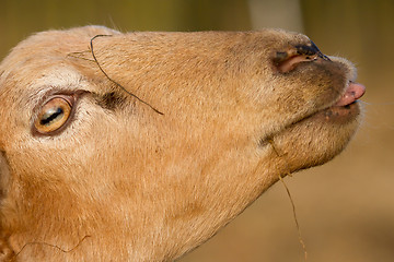 Image showing A brown sheep