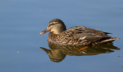 Image showing A wild duck swimming