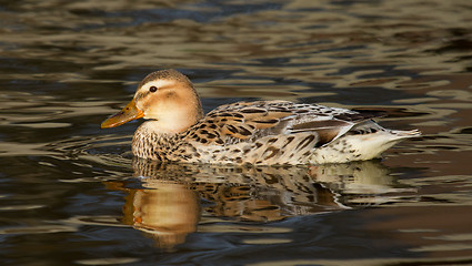 Image showing A wild duck swimming