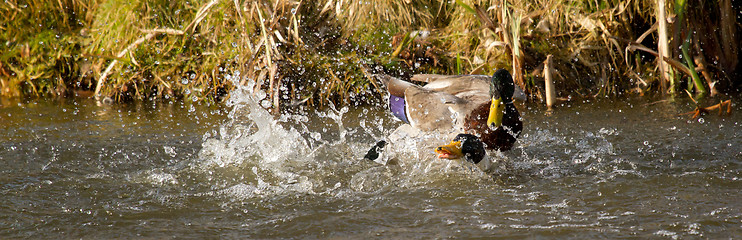 Image showing Fight between two wild ducks