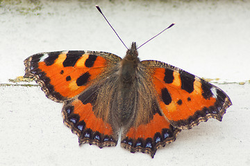 Image showing A close-up of a butterfly on wood