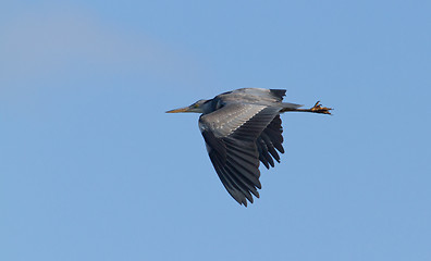 Image showing Great blue heron flying