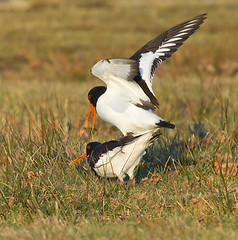 Image showing Two breeding oystercatchers