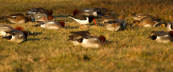 Image showing An oystercatcher in a group